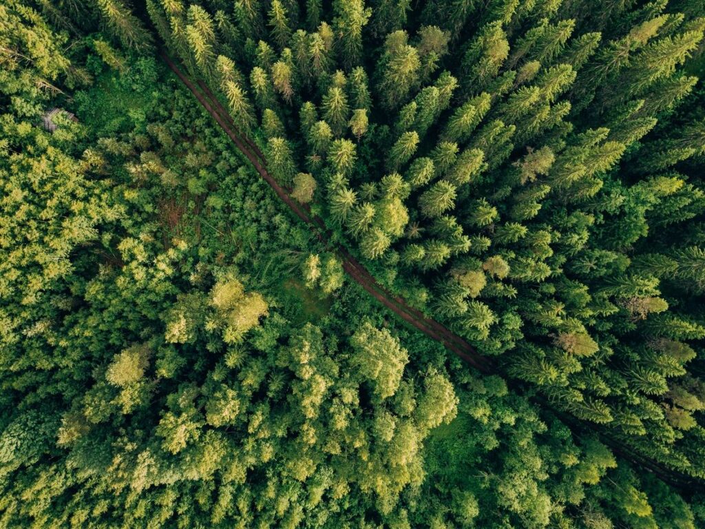 Overhead aerial view of a green forest canopy with a path