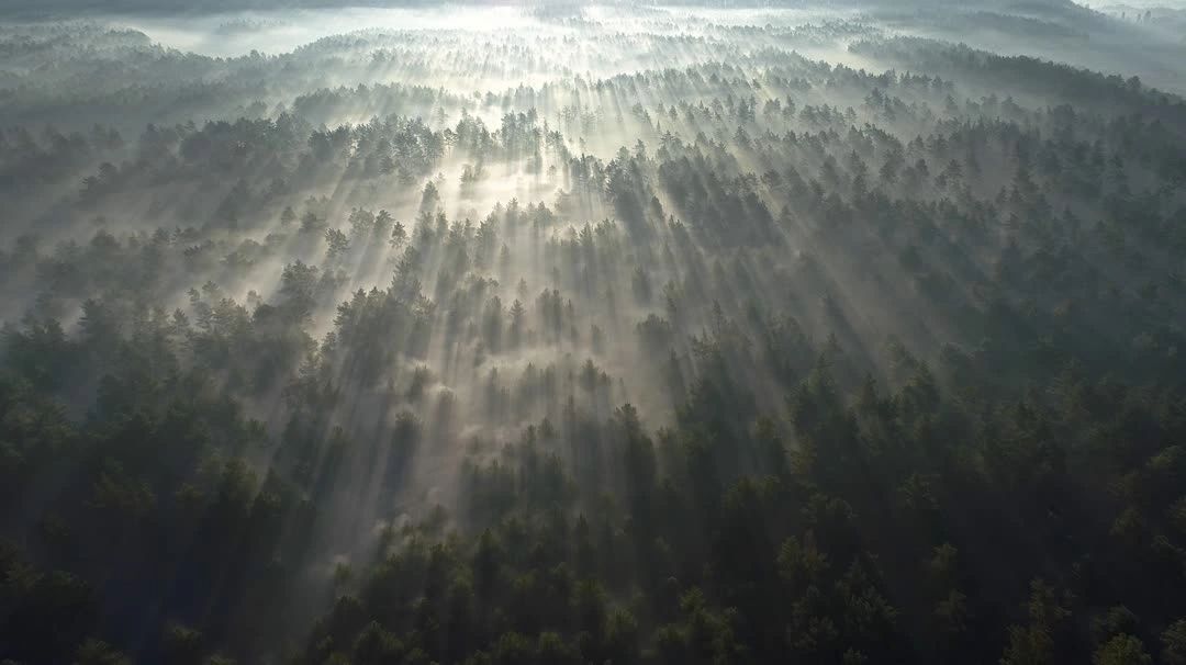 Aerial view of misty cedar forest at sunrise, with sun rays cutting through the fog